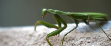 Beton bir duvarda hareket eden peygamber devesini kapatın. Macro, ağır çekim, alan derinliği. BMPCC 4K