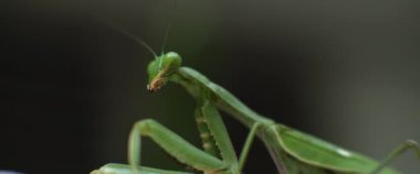 Peygamberdevesinin yeşil bir bokeh arka planda kafasını hareket ettiren makro görüntüsü. Yavaş çekim, sığ alan derinliği. BMPCC 4K