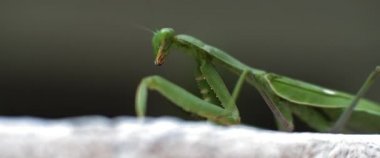 Beton bir duvarda oturan peygamberdevesinin yakın çekimi. Macro, ağır çekim, alan derinliği. BMPCC 4K