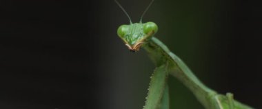 Yeşil bir bokeh arka planda peygamber devesi resmi. Yavaş çekim, sığ alan derinliği. BMPCC 4K