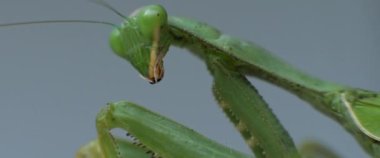 Peygamber devesinin bokeh arka planda yana bakarken makro görüntüsü. Yavaş çekim, sığ alan derinliği. BMPCC 4K