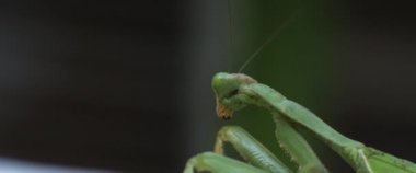 Yeşil bir bokeh arka planda peygamber devesi resmi. Yavaş çekim, sığ alan derinliği. BMPCC 4K