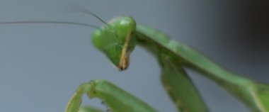 Peygamber devesinin bokeh arka planda yana bakarken makro görüntüsü. Yavaş çekim, sığ alan derinliği. BMPCC 4K