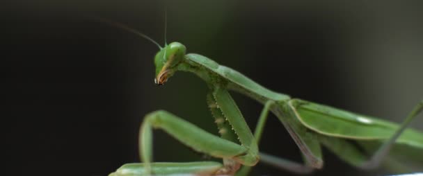 Macro Shot Praying Mantis Moving Its Head Green Bokeh Background — Stock Video