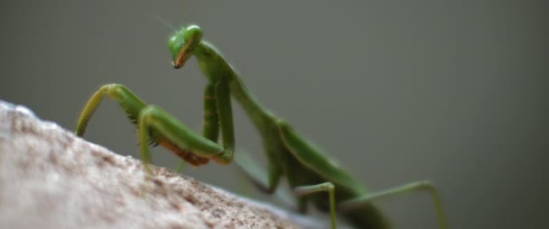 Närbild Bönsyrsan Sitter Betongvägg Makro Slow Motion Grunt Skärpedjup Bmpcc — Stockvideo