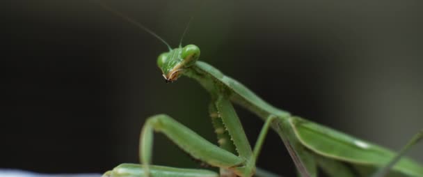 Macro Tiro Louva Deus Fundo Bokeh Verde Movimento Lento Profundidade — Vídeo de Stock