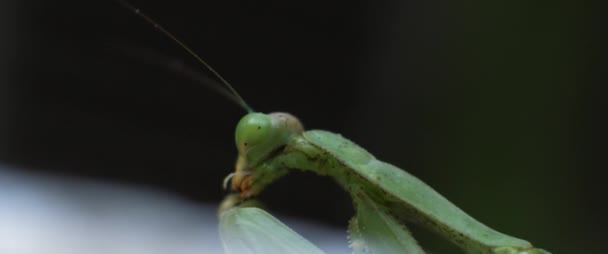 Macro Shot Praying Mantis Eating Something Slow Motion Shallow Depth — Stock Video