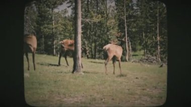Yellowstone Ulusal Parkı 'nda bir grup geyik yaz günü. Klasik Film Görünümü.