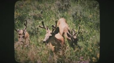 Yellowstone Ulusal Parkı 'nda yaz günü ot yiyen bir grup geyik. Klasik Film Görünümü.