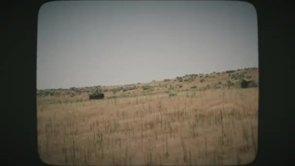 Rijden Uitzicht Bisons Rusten Een Hete Zomer Prairie Antelope Island — Stockvideo