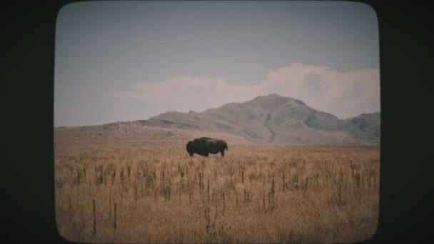 アンテロープ島のフィールドの真ん中に立っている唯一のバイソン水牛は グレートソルト湖 ユタ州の近くにあり 背景には山の峰があります ヴィンテージフィルム — ストック動画