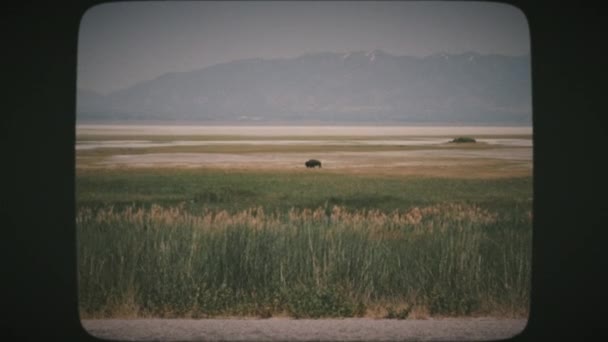 背景に山の峰があるユタ州グレートソルト湖の近くにあるアンテロープ島では 唯一のバイソン水牛の散歩や放牧 ヴィンテージフィルム ストック映像