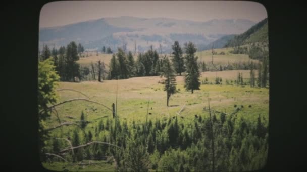 Oso Pardo Caminando Distancia Parque Nacional Yellowstone Vintage Aspecto Película — Vídeo de stock