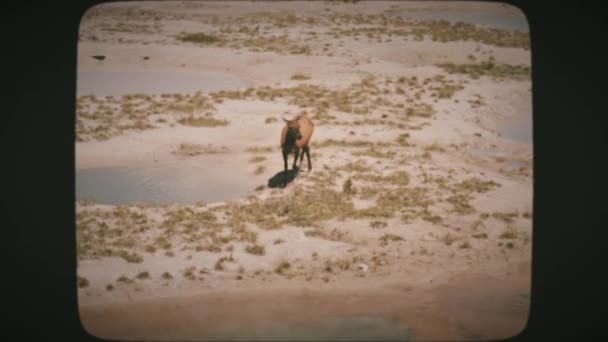 Elk 암컷이 옐로스톤 웨스트 게이서 West Thumb Geyser 온천에서 마시고 — 비디오