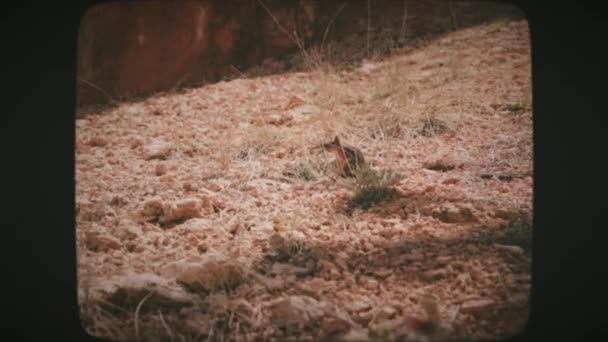 Nieuwsgierige Eekhoorn Bryce Canyon National Park Utah Usa Vintage Film — Stockvideo