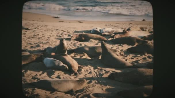 Phoques Éléphants Nord Couchés Sur Plage San Simeon Californie Vintage — Video