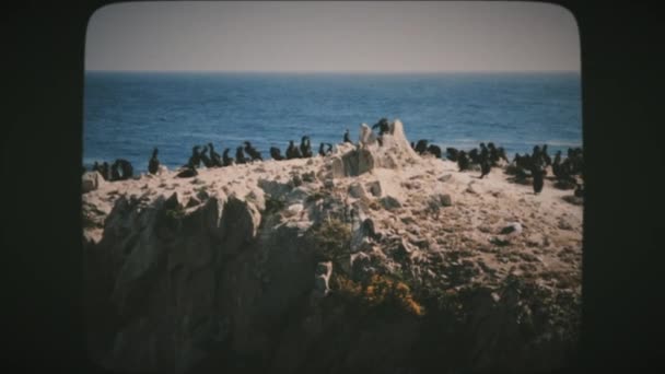 Zicht Bird Island Bij Point Lobos State Natural Reserve California — Stockvideo