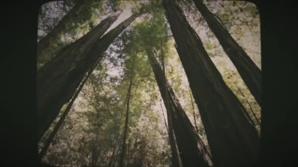 Bredvinkel Skott Tittar Upp Genom Majestätiska Höga Lövträd Big Basin — Stockvideo