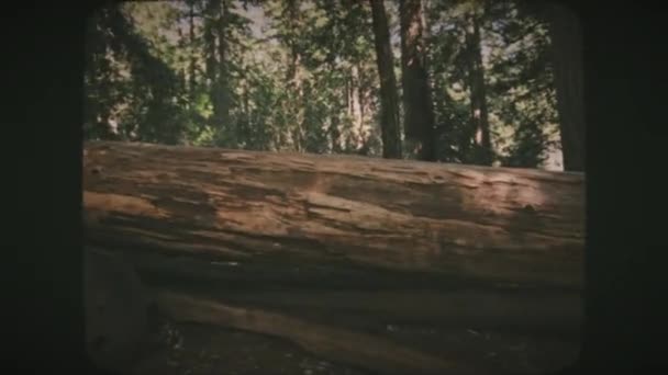 Gevallen Sequoia Boom Big Basin Park Californië Vintage Film Look — Stockvideo