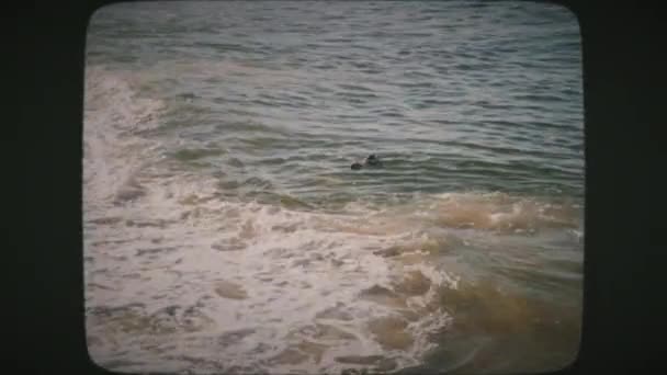 Seal Tocando Oceano Nas Águas Perto Monterey Area Beach Califórnia — Vídeo de Stock