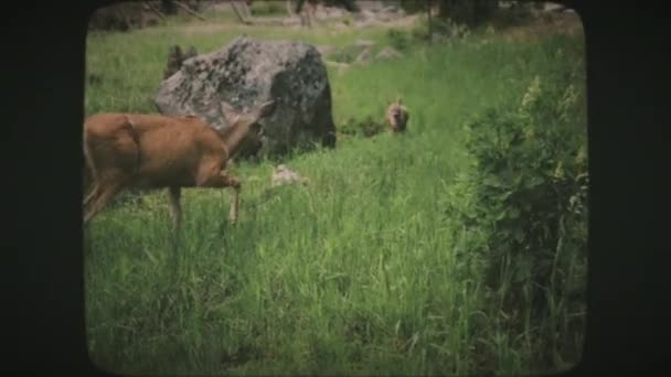 Beyaz Kuyruklu Geyik Ailesi Yazın Açık Yeşil Bir Çayırda Yosemite — Stok video