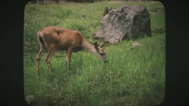 Beyaz Kuyruklu Geyik Geyiği Yazın Açık Yeşil Bir Çayırda Yosemite — Stok video