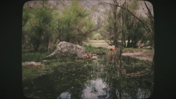 Beyaz Kuyruklu Geyik Ailesi Dereyi Geçiyor Yosemite Ulusal Parkı Kaliforniya — Stok video