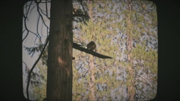Великий Орел Сидить Гілці Лісі Національного Парку Йосеміті Сша Vintage — стокове відео