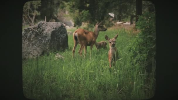 Beyaz Kuyruklu Geyik Ailesi Yazın Açık Yeşil Bir Çayırda Yosemite — Stok video