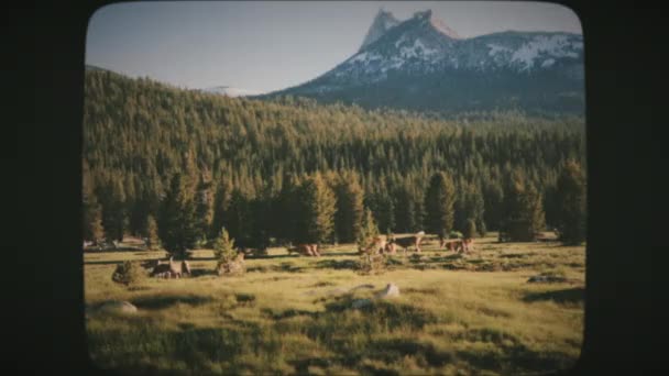 Grupo Alces Prado Hierba Verde Abierto Verano Con Montañas Nevadas — Vídeos de Stock