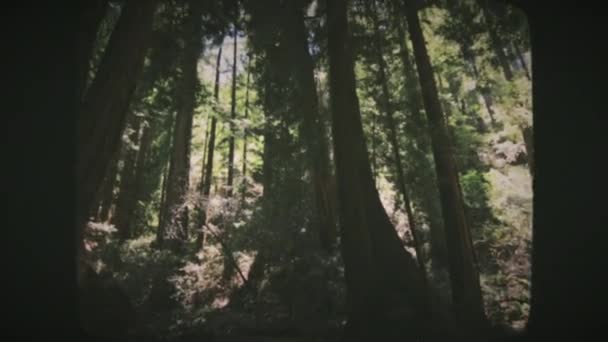 Hoge Sequoia Bomen Van Muir Woods Noord Californië Usa Vintage — Stockvideo