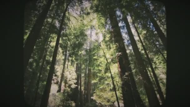 美国北加州缪尔森林的高大红木树 古旧电影看 — 图库视频影像