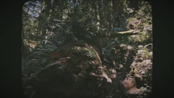 Kuzey Kaliforniya Abd Deki Muir Ormanı Nın Uzun Sekoya Ağaçları — Stok video