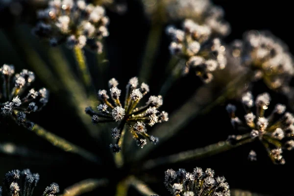 Flor congelada em tom azul, foco muito raso — Fotografia de Stock