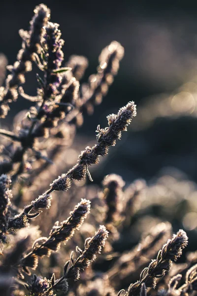 Mráz na rostlině fireweed zimní zblízka s modrou na pozadí. — Stock fotografie