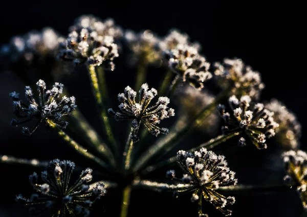 Mražené květ v modrém tónu, velmi mělké zaměření — Stock fotografie