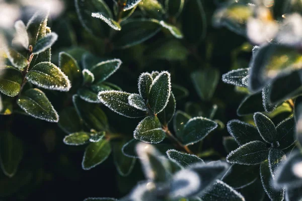 Frost'un yaprakları üzerinde