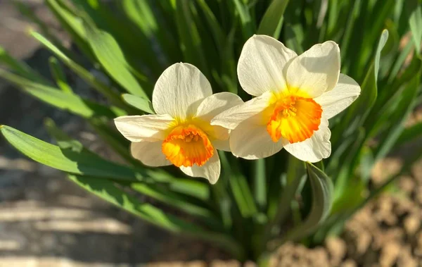 Zwei Gelbe Narzissen Frühlings Nahaufnahme — Stockfoto