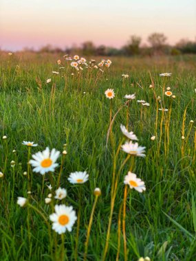 Güzel gün batımı ve romantik papatya çiçekleri