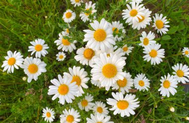 Çiçekli beyaz papatyalar