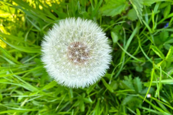 Mezmerising Dandelion Plants Grass — Stock Photo, Image