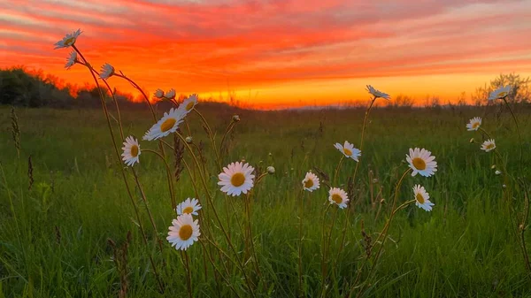 Hermosa Puesta Sol Las Flores Románticas Margarita — Foto de Stock