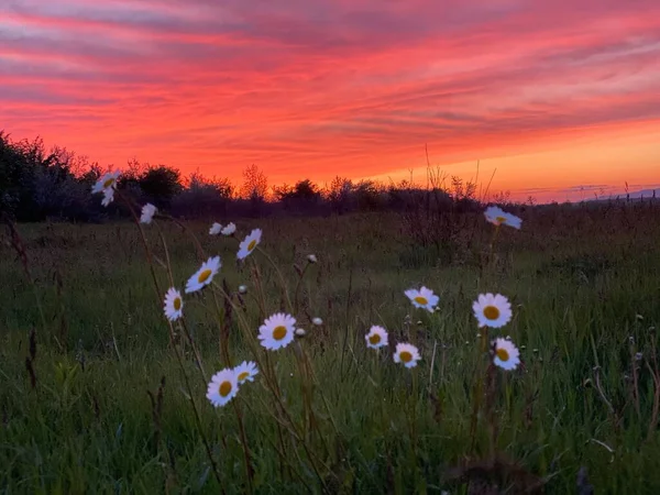 Güzel Gün Batımı Romantik Papatya Çiçekleri — Stok fotoğraf