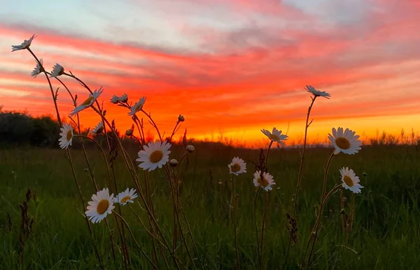 Hermosa Puesta Sol Las Flores Románticas Margarita — Foto de Stock