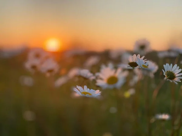 Beau Coucher Soleil Les Fleurs Marguerite Romantique — Photo