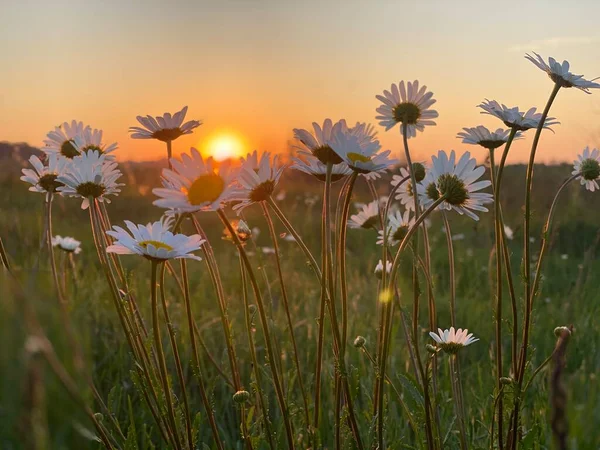 Beau Coucher Soleil Les Fleurs Marguerite Romantique — Photo