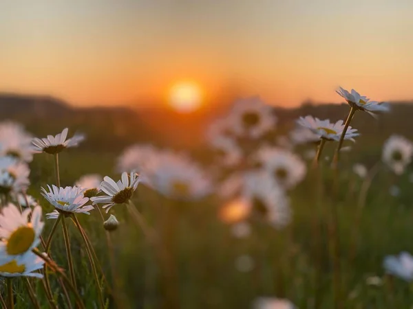 Beau Coucher Soleil Les Fleurs Marguerite Romantique — Photo