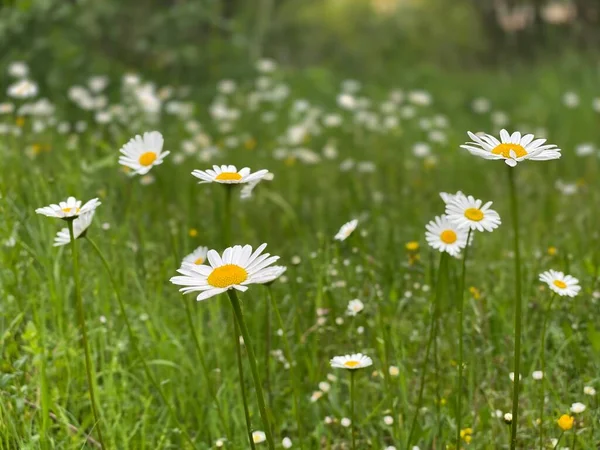 Pôr Sol Bonito Flores Daisy Românticas — Fotografia de Stock