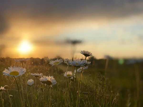 Beau Coucher Soleil Les Fleurs Marguerite Romantique — Photo