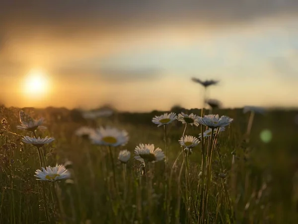 Güzel Gün Batımı Romantik Papatya Çiçekleri — Stok fotoğraf